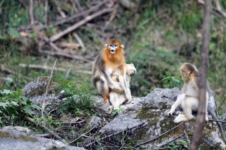 Nó ôm xác con mình đi mọi nơi, cố gắng lay tỉnh đứa con tội nghiệp. Trên khuôn mặt khỉ mẹ mất con, nét bàng hoàng vì đau khổ khiến nhiều người rơi nước mắt. (Ảnh: Sina)