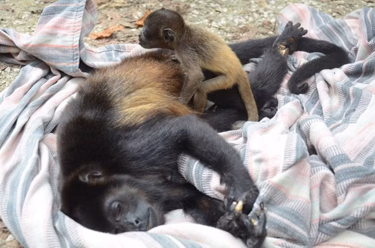 Tại Costa Rica, một con khỉ con cũng không chịu rời xác mẹ sau khi khỉ mẹ vì bảo vệ mình đã bị điện giật chết. Mất mẹ, khỉ con ngơ ngác, đau đớn và có dấu hiệu trầm cảm ngay cả khi được đưa vào trung tâm cứu hộ động vật. Rất may là nhờ tình yêu thương của các nhân viên tại trung tâm, khỉ con hồi phục dần và chịu gần gũi với những con khỉ mồ côi khác. (Ảnh: Dodo)