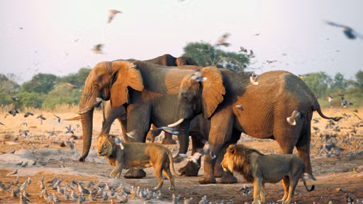 Mặc dù vậy, cũng có lúc những động vật bá chủ châu Phi này sinh hoạt hòa bình bên nhau, tạo nên một mối liên kết bất khả xâm phạm. (Ảnh: Wikijavan)