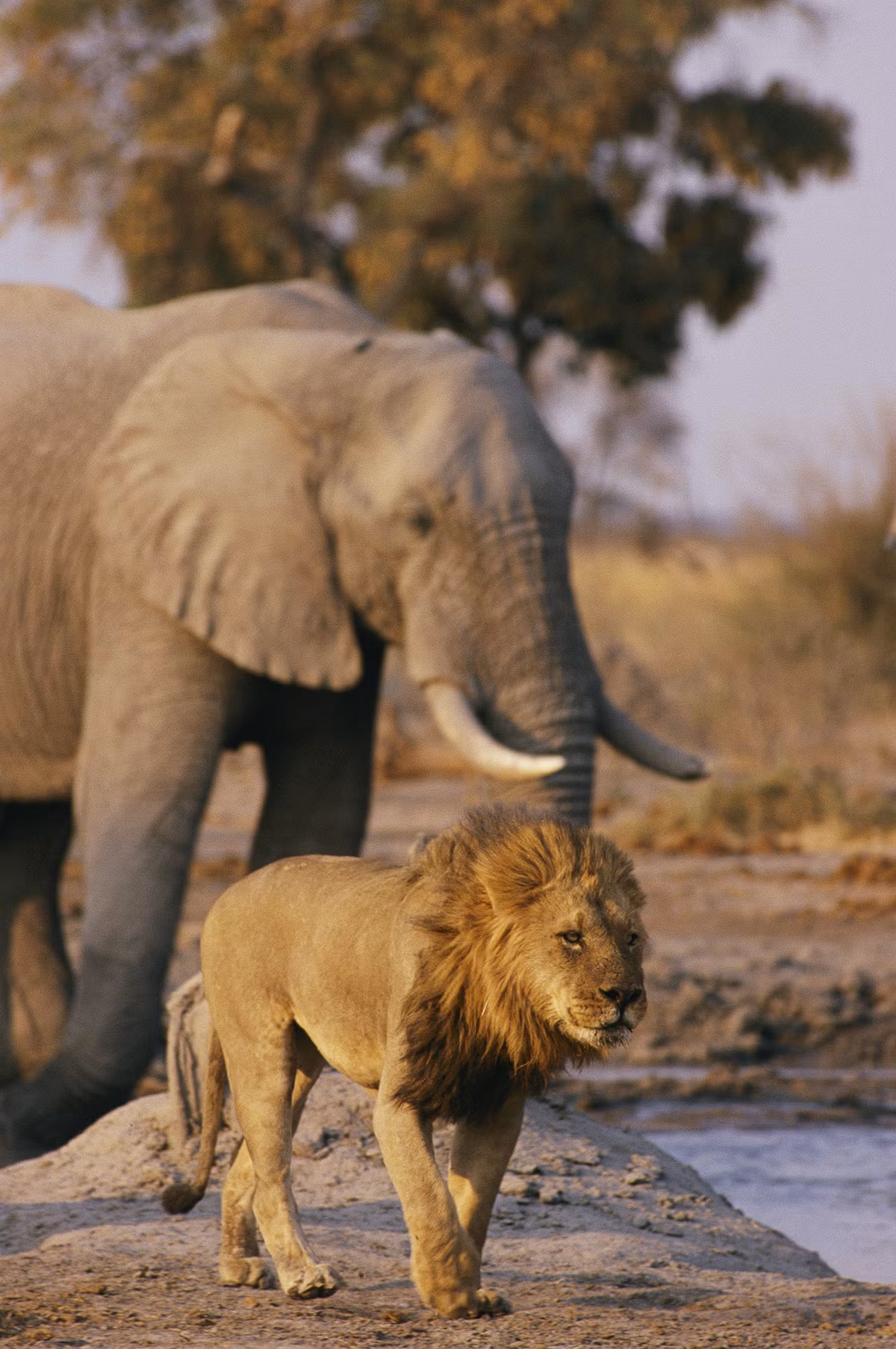 Trong tự nhiên, có rất nhiều lần voi khổng lồ đụng độ vua sư tử. Hầu hết những lần đụng độ đều kết thúc trong hòa bình bởi sư tử là kẻ biết tiến, biết lùi, chúng không bao giờ phung phí sức lực vào những trận chiến mình không nắm chắc phần thắng. (Ảnh: National Geographic Voices)