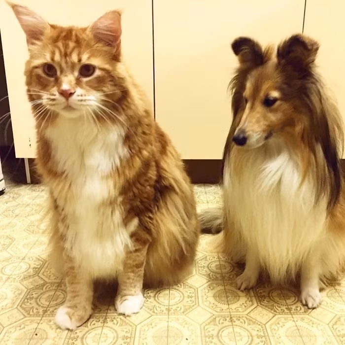 Hiện tại Omar còn to con hơn cả cặp chó cưng của gia đình cô Stephy Hirst là Penny và Rafiki. (Nguồn Bored Panda)