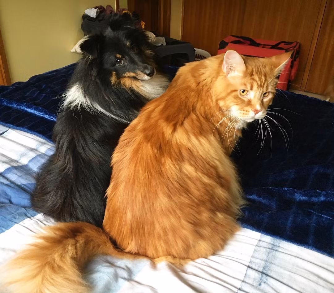 Cô Stephy cho biết, cô luôn nghĩ rằng Omar lớn hơn với đồng loại rất nhiều nhưng chưa bao giờ nghĩ rằng Omar sẽ lọt vào sách kỷ lục thế giới Guinness nhờ kích thưởng khủng của mình. (Nguồn Bored Panda)