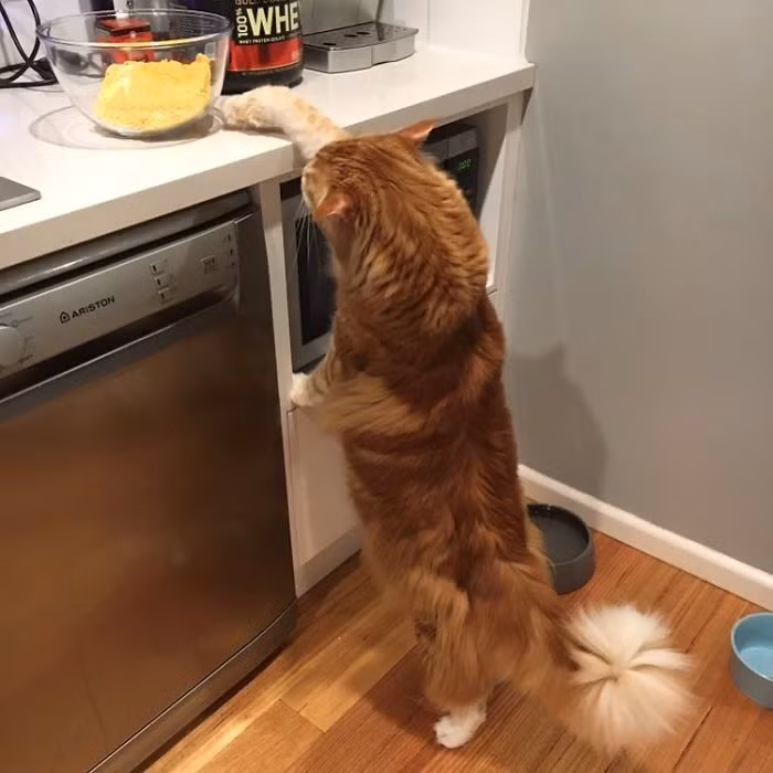 Hiện tại, khi đã trở nên nổi tiếng, Omar vẫn chẳng lấy gì làm vui thích hay quan tâm. Chú mèo đẹp trai vẫn giữ thói quen hàng ngày của mình, bao gồm thức dậy vào lúc 5 giờ sáng, ăn sáng bằng thức ăn khô, ngủ trưa trên tấm bạt lò xo và thưởng thức một ít thịt kangaroo tươi vào bữa tối. (Nguồn Bored Panda)