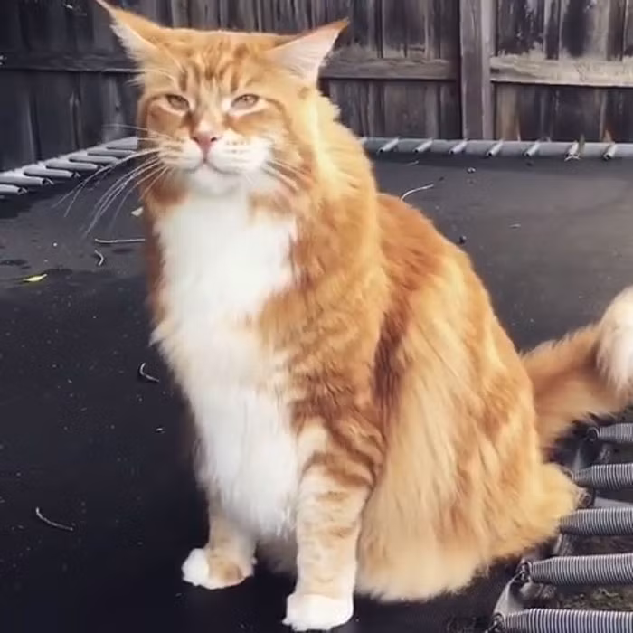 Omar hiện giờ đã to hơn cả một con chó và chẳng một con vật cưng nào có thể bắt nạt được chú ta. (Nguồn Bored Panda)