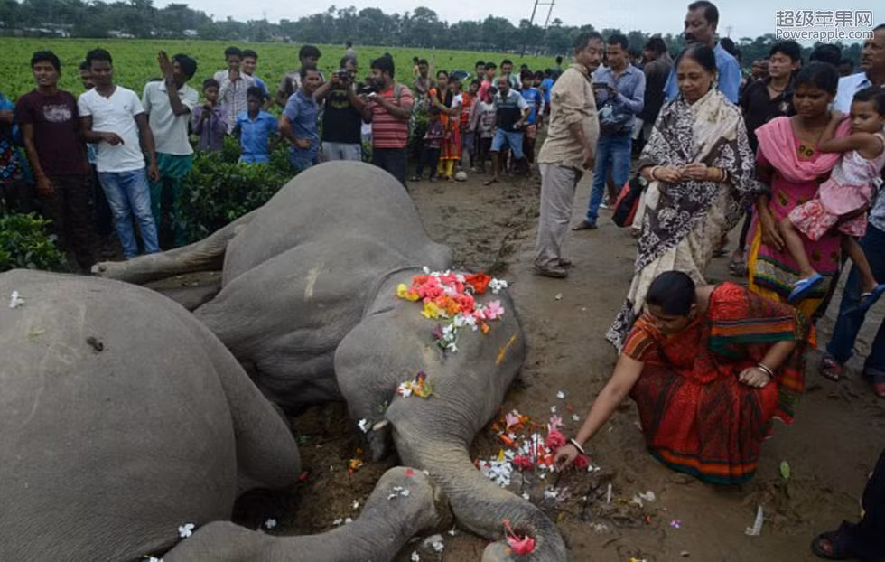 Bởi trong văn hóa Ấn Độ, voi được coi là một loài động vật linh thiêng, nên sau khi phát hiện, người dân địa phương đã mang hoa tươi đến rải lên người hai mẹ con voi khổng lồ xấu số, bày tỏ niềm thương tiếc và sự thành kính của mình. (Ảnh: Ecns)