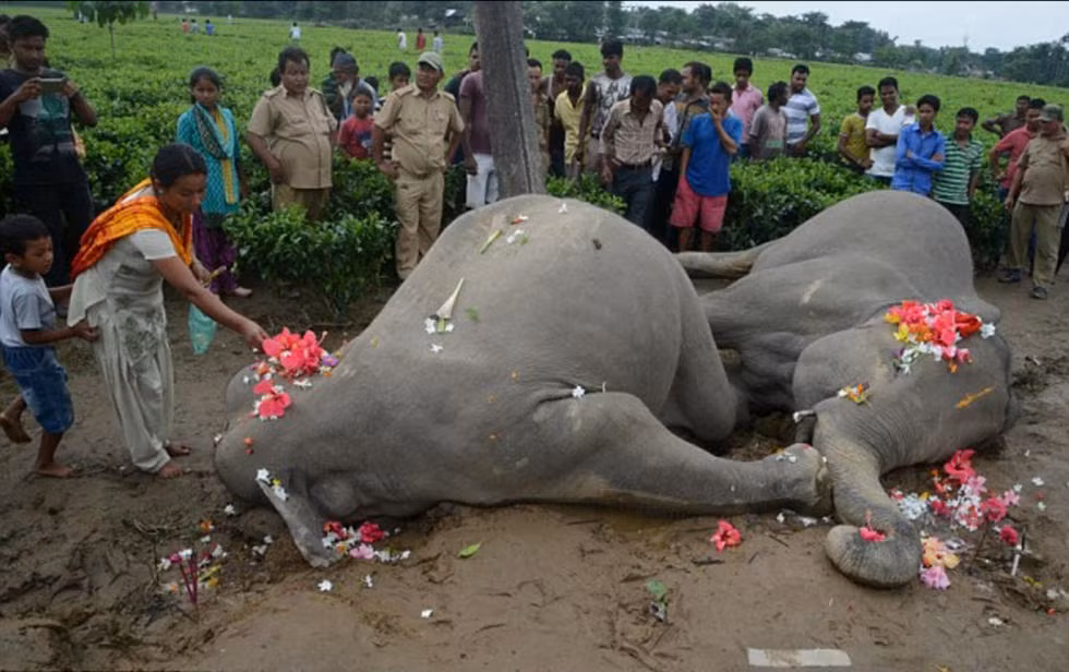 Cách đây không lâu, người dân ở Siliguli, Ấn Độ cũng đã từng đau xót trước cái chết của hai mẹ con voi khổng lồ vì bị điện giật. Voi con bị kẹt đầu trong dây điện, voi mẹ thấy vậy tiến đến để giải cứu nhưng bị truyền điện sang và cuối cùng cả hai mẹ con đều chết thảm. (Ảnh: Ecns)