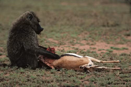 Trong thực tế, khỉ đầu chó không chỉ săn giết linh dương Gazelle con mà ngay cả những con linh dương trưởng thành cũng là đối tượng để khỉ đầu chó truy sát. (Ảnh: National Geographic Creative)