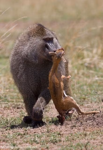 Thậm chí, loài linh trưởng hung bạo này còn có sở thích giết chóc công khai, ăn thịt linh dương con trước mặt linh dương mẹ như để cảnh cáo, thị uy. (Ảnh: Wildencounters)