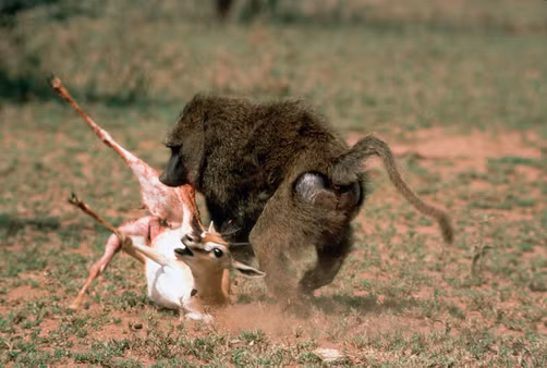 Một con linh dương Gazelle trưởng thành nếu đơn độc đi lạc vào lãnh địa của khỉ đầu chó đồng nghĩa với việc nó sẽ có một cái chết thê thảm khó mà tưởng tượng. (Ảnh: National Geographic Creative)