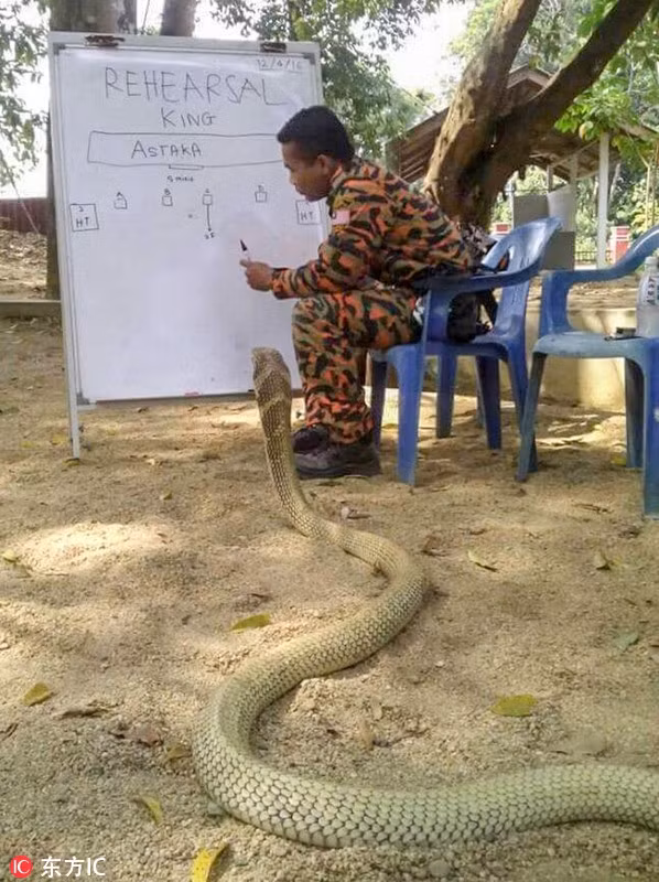 Theo thông tin đăng tải, không chỉ thường xuyên chăm sóc, nuôi rắn hổ mang như thú cưng, anh Abu còn thường xuyên dẫn con rắn độc đi khắp nơi, thậm chí đi đá bóng, tập luyện thể thao cũng đưa rắn hổ mang theo. (Nguồn Sina)