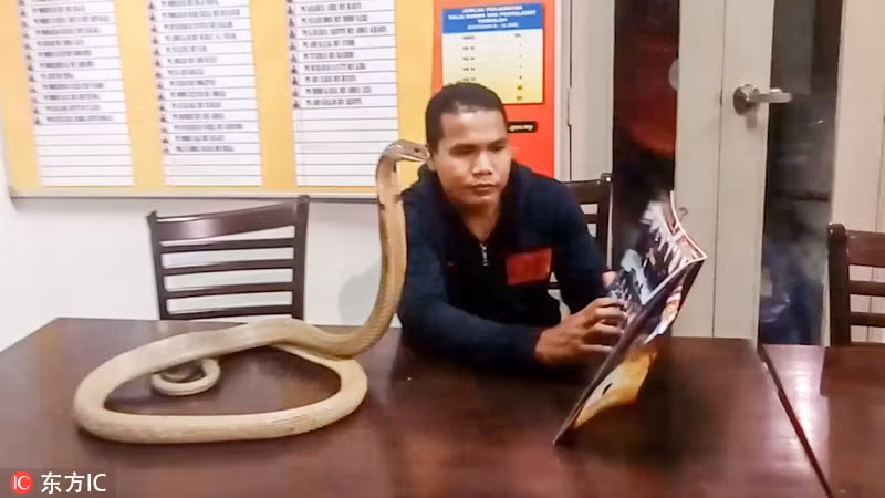 Không dừng lại ở đó, Abu còn có thể đối đãi với rắn hổ mang như con trai nhỏ của mình. Thời gian nhàn rỗi không xem phim, đi chơi, mà dành để đọc sách, kể chuyện xưa, đàn ghita cho rắn cưng nghe. (Nguồn Sina)