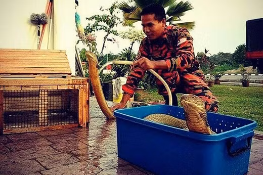Từ khi nhận ra khả năng của mình, anh Abu nuôi vài con rắn hổ mang và coi chúng như thú cưng, như bạn bè thân thiết của mình. (Nguồn Sina)