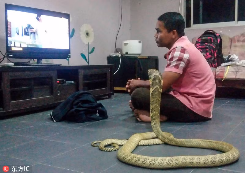 Trải qua vài lần xử lý chuyện rắn hổ mang đột nhập nhà dân, anh Abu nhận ra khả năng thiên phú của mình là huấn luyện, khống chế và thân thiết với những con rắn cực độc. (Nguồn Sina)