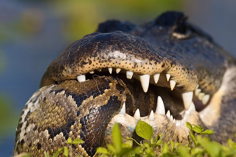 Ngược lại, nếu trăn khổng lồ sơ ý, nó sẽ bị ngay cả một con cá sấu non, nhỏ hơn mình rất nhiều làm thịt dễ dàng. Lý do là ngoài quy luật siết mồi đến chết, trăn khổng lồ hoàn toàn không có cách giết mồi nhanh gọn và dứt điểm như cá sấu.