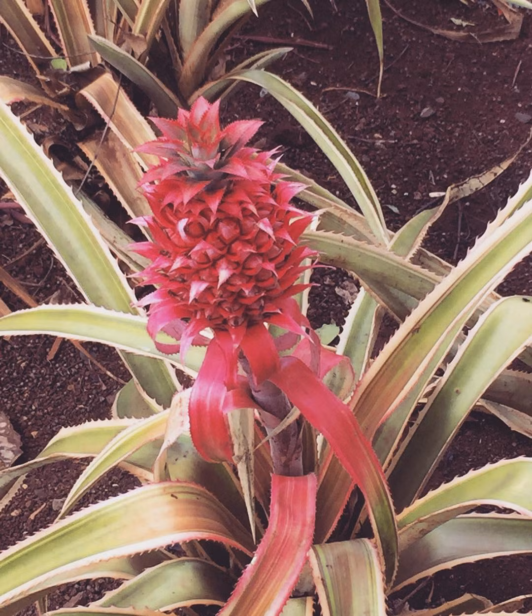 Hình ảnh một quả dứa hồng biến đổi gen được nhiều người yêu thích. (Nguồn Buzzfeed)