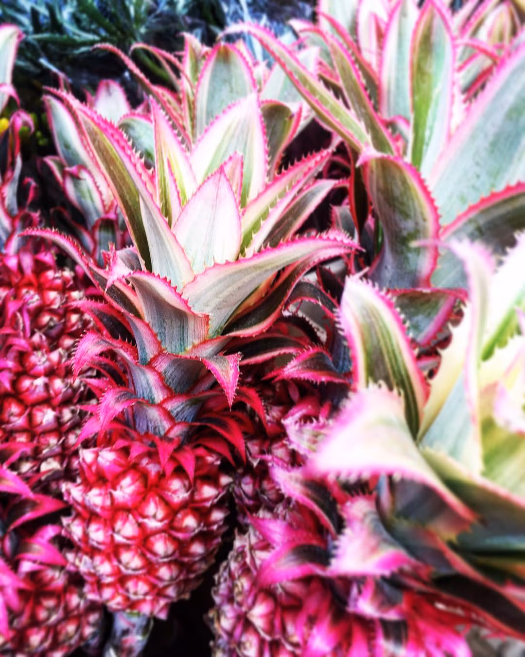 Trong ảnh là những quả dứa hồng biến đổi gen đang được nhiều người săn lùng. (Nguồn Buzzfeed)