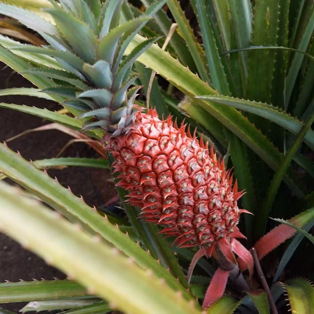 Nhiều người cho biết, họ sẵn sàng bỏ ra nhiều tiền để có thể sở hữu những quả dứa vừa thơm ngon, vừa bổ dưỡng lại có màu hồng vô cùng đáng yêu, độc đáo như thế này. (Nguồn Buzzfeed)