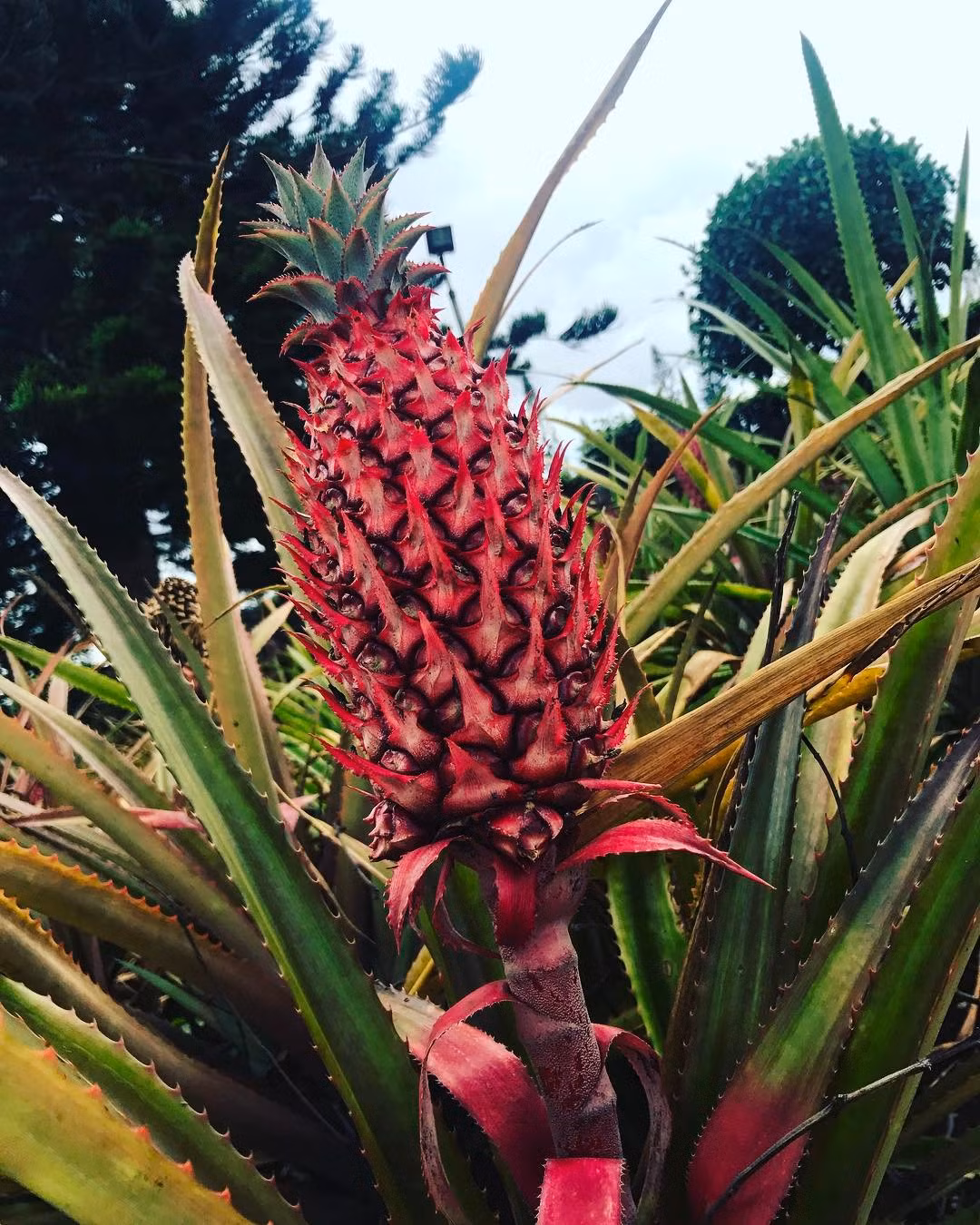 Đáng nói, không chỉ có vỏ ngoài màu hồng, thịt dứa bên trong cũng có màu hồng nhạt rất đẹp mắt. (Nguồn Buzzfeed)