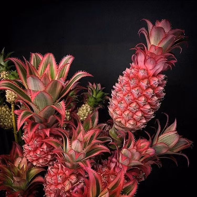 Không chỉ được dùng nhiều trong ẩm thực, tạo ra những điểm nhấn ấn tượng, dứa hồng còn được sử dụng trong nghệ thuật. (Nguồn Buzzfeed)