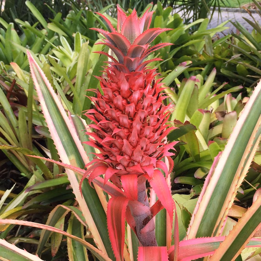 Tuy nhiên, dứa hồng biến đổi gen được khẳng định là an toàn đối với sức khỏe người tiêu dùng. (Nguồn Buzzfeed)