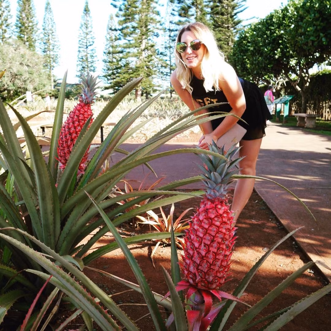 Theo tìm hiểu, những quả dứa hồng này thực sự có mặt trên thế giới, tuy nhiên nó không phải là một giống dứa phát triển tự nhiên mà là một giống dứa biến đổi gen. (Nguồn Buzzfeed)