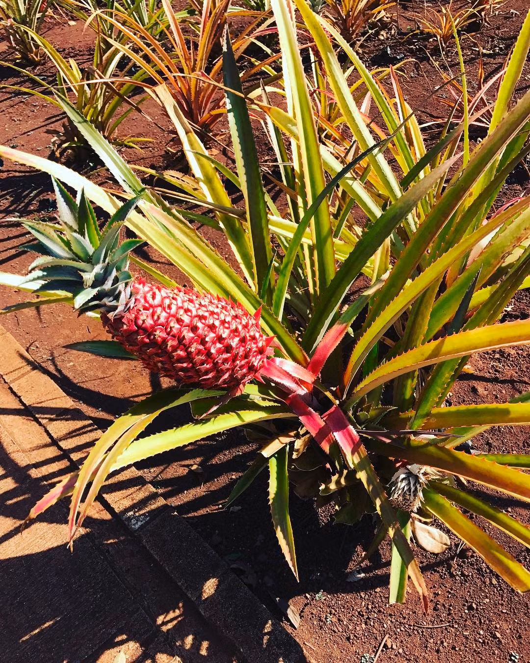 Nó có thể mua bán và sử dụng cho nhiều mục đích, trong đó được xác nhận là an toàn trong cả mục đích sử dụng vào ẩm thực. (Nguồn Buzzfeed)