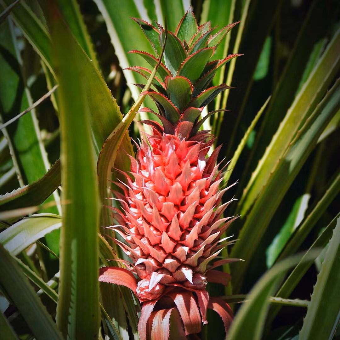 Mới đây, trên trang mạng xã hội chia sẻ ảnh lớn nhất thế giới Instagram, người dùng mạng liên tục chia sẻ những hình ảnh về quả dứa hồng kỳ lạ và khẳng định, những quả dứa hồng này hoàn toàn có thật, không phải là sản phẩm của công nghệ photoshop. (Nguồn Buzzfeed)