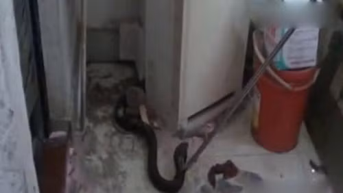 Được biết, con rắn hổ mang chúa này dài khoảng hơn 1,5m, là một con rắn non, chưa trưởng thành hoàn toàn. Trong lúc bị bắt nó không ngừng bạnh cổ phun nọc độc nhưng bị khống chế nên không thể thực hiện được mục đích của mình. (Nguồn Sina)