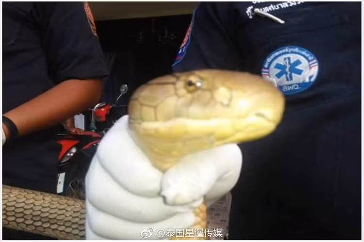 Sau khi được báo cáo, 4 cảnh sát có kinh nghiệm dày dặn trong việc bắt rắn, trăn đã được cử đến hiện trường. Tuy nhiên, với trang thiết bị và đồ bảo hộ đầy đủ, họ cũng phải mất tới hơn 20 phút mới có thể khống chế được con rắn hổ mang chúa khổng lồ. (Ảnh Sina)