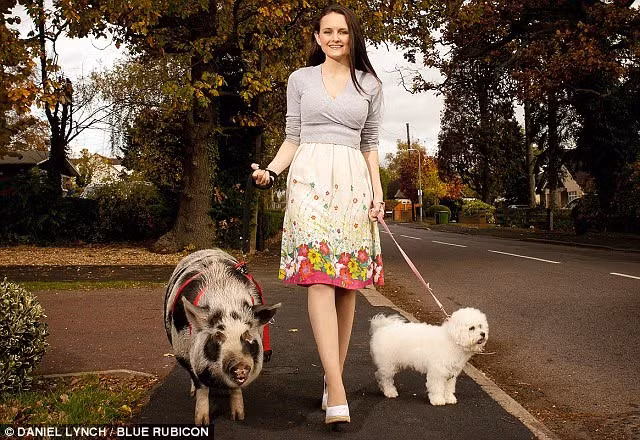 Không ồn ào như chó và trí thông minh cũng phát triển vượt trội so với các loài động vật khác, những con lợn nhận được sư ưu ái của nhiều người yêu động vật. (Ảnh: Dailymail)