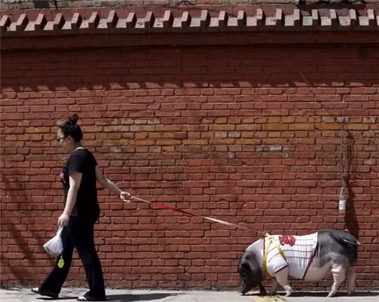 Bà Cô Zhu Roumeng ở Bắc Kinh, Trung Quốc cũng đã gây xôn xao dư luận với với sở thích nuôi lợn làm thú cưng, chăm sóc cực chu đáo và thường xuyên dắt lợn đi dạo. (Ảnh: QQ)