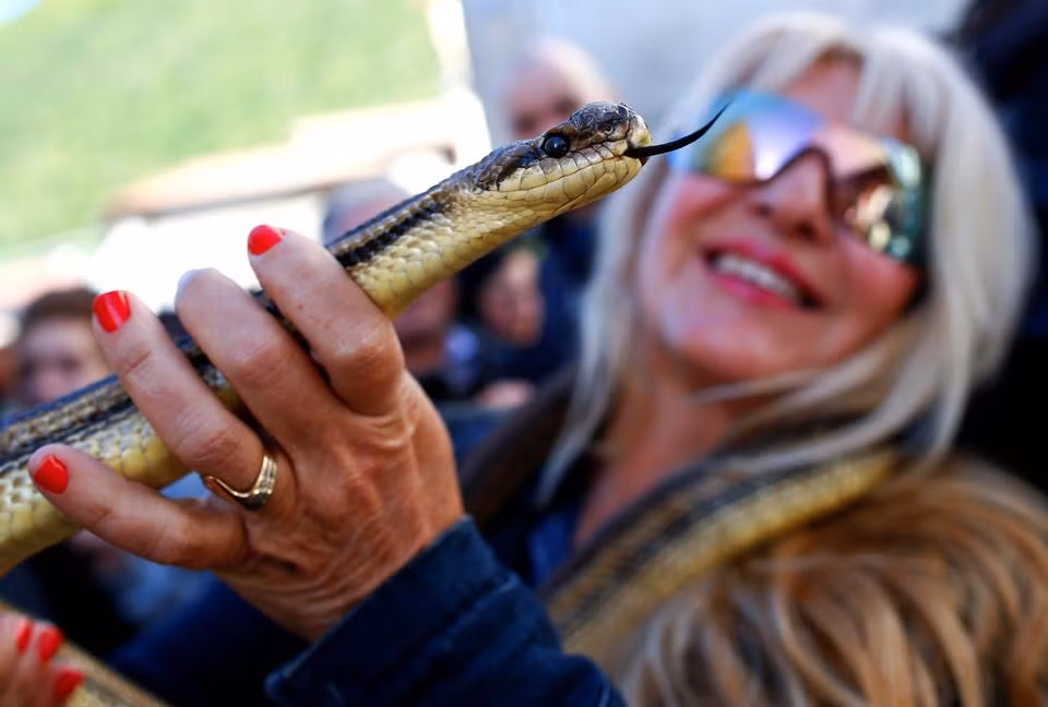 Nếu con rắn đang cuốn trên tượng thánh bị rơi ra sẽ bị coi là điềm xấu. Chính vì vậy những chuyên gia về rắn, về bò sát luôn đi sát cạnh tượng thánh nhất để kịp thời xử lý những tình huống không hay. (Nguồn Hindustantimes)
