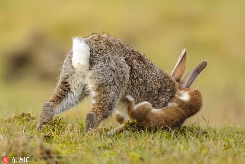 Nhiếp ảnh gia Howard Kearley đã may mắn được chứng kiến và ghi lại cảnh tượng một con chồn Ecmin săn thỏ ở gần Rye phía tây Sussex, Anh. Con chồn chỉ dài khoảng 30cm lao tới cắn cổ một con thỏ nâu to tới gấp lần mình. (Ảnh: Sina)