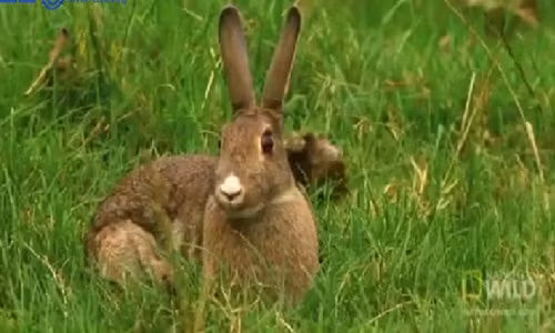 Theo tìm hiểu, chồn Ecmin không chỉ có phong cách đi săn lỳ lợm, nó còn có vũ điệu thôi miên, khiến con mồi trở nên bối rối và nhân đó tấn công bất ngờ. (Ảnh: Nation Wild)
