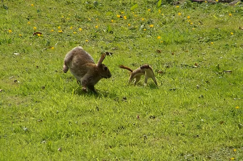 Cụ thể, con chồn Ecmin sẽ đột ngột trông như phát điên. Mọi hành động kỳ quặc của nó đều nhằm thu hút sự chú ý của thỏ. (Ảnh: Carnivora Forum)