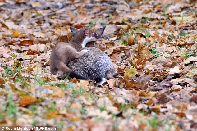 Chúng bơi lội cực khỏe, rất chịu khó di chuyển khi săn mồi. Thức ăn của chúng chủ yếu là thỏ, chuột và chim. (Ảnh: Dailymail)