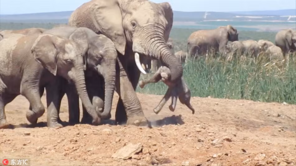 Ngay sau khi thấy voi con bị voi đực tàn nhẫn đánh đập, hành hạ, quăng lên không trung rồi đập xuống đất không thương tiếc, voi mẹ vội vàng chạy đến bên con để kiểm tra thương tích. (Nguồn Sina)