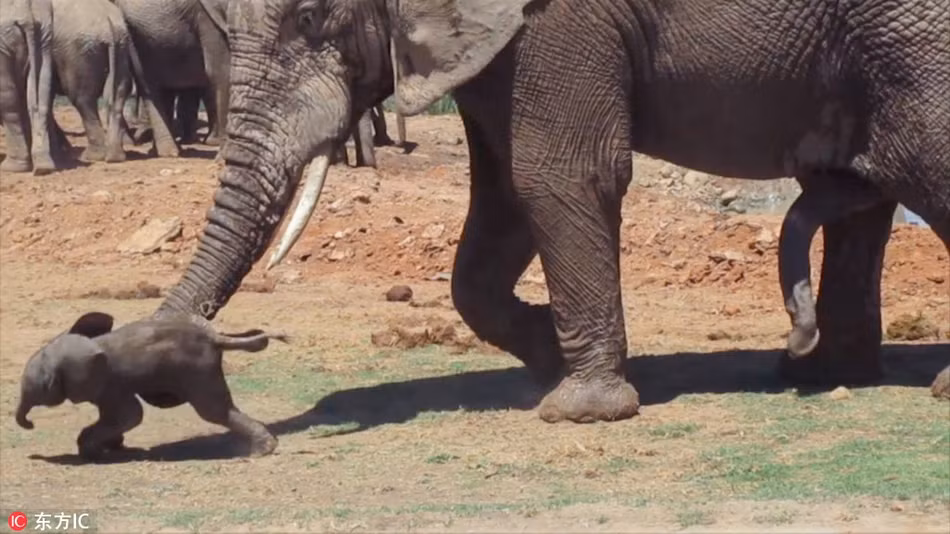 Nhưng chẳng được mấy chốc, con voi đực động dục lại bắt đầu tấn công voi con, ngăn cản voi mẹ vỗ về, chăm sóc cho con mình. Nó dùng vòi đẩy ngã voi con đáng thương. (Nguồn Sina)
