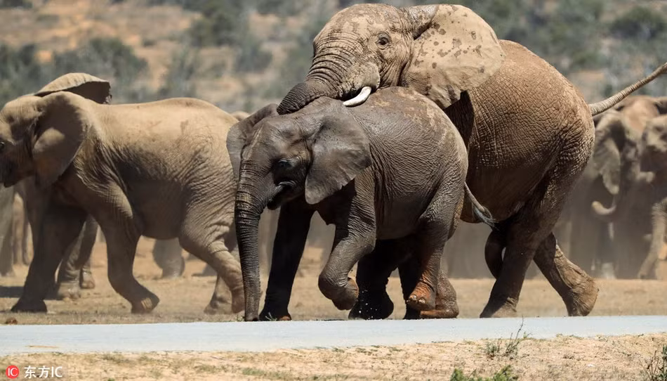 Để voi mẹ toàn lực tập trung cho việc giao phối, voi đực thường tấn công, đánh đuổi voi con, không cho voi con làm voi mẹ phân tâm, khiến mình mất hứng. (Nguồn Sina)