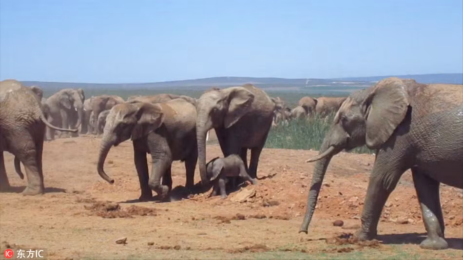 Chỉ cần voi con đứng dậy, loạng choạng bước đi, voi đực sẽ ngay lập tức tiến tới tấn công, khiến voi con đau đớn, khổ sở. (Nguồn Sina)