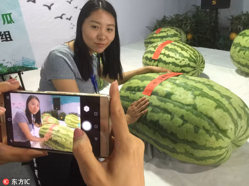 Điều thú vị trong năm nay là những quả dưa hấu tham gia cạnh tranh danh hiệu "dưa hấu vua" có trọng lượng rất lớn, chỉ hơn kém nhau vài lạng, khiến người xem thực sự khó phân biệt được nếu không có chi chú rõ ràng. (Ảnh: Sina)