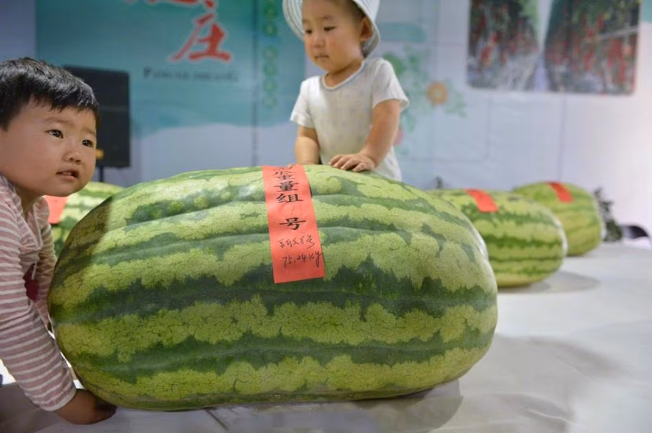 Theo thông tin đăng tải, danh hiệu "dưa hấu vua" năm 2017 thuộc về một quả dưa hấu khổng lồ nặng tới 75,24kg. (Ảnh: Sina)