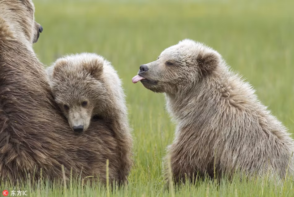 Hai anh em gấu nâu khổng lồ 15 tháng tuổi chơi đùa với nhau, trong lúc chơi đùa, cô em bị gấu anh cắn vào mông rất đau. Chạy đến mách mẹ, cô em bị cậu anh lè lưỡi trêu chọc đầy nghịch ngợm. (Nguồn Sina)