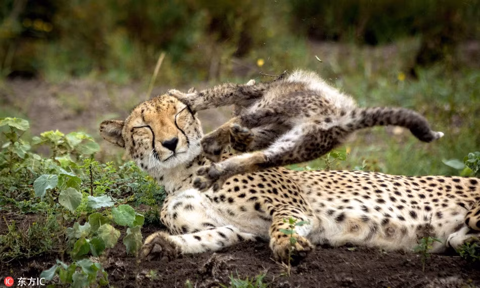 Báo con dư thừa năng lượng, nhảy lên nhảy xuống bên cạnh báo mẹ đã rất mệt mỏi, chuẩn bị nghỉ ngơi. Để gây sự chú ý, báo con không thương tiếc dẫm chân lên mặt mẹ mình, ôm cổ mẹ, la hét đinh tai nhức óc. Tuy nhiên, báo mẹ rất kiên nhẫn và cố gắng nhắm mắt lại để nghỉ ngơi. (Nguồn Sina)