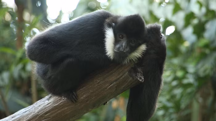 Trong ảnh là một con vượn đen má trắng siki đực với bộ lông đen tuyền và lông má trắng như cước rất đặc trưng, đúng như tên gọi. (Ảnh: Pinterest)