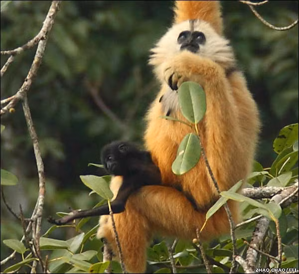 Con đực toàn thân màu đen và có chỏm mào trên đỉnh đầu. Con cái trưởng thành lông vàng, có mảng lông đen và không có chỏm; con non lông màu vàng. Chúng sống thành từng nhóm nhỏ trên cây, di chuyển bằng hai tay rất nhanh. (Ảnh: BBC)