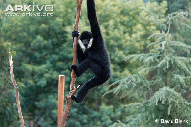 Dù chưa rõ số lượng quần thể song đây là loài linh trưởng rất quý hiếm và được khuyến cáo cực kỳ nguy cấp, rất cần các biện pháp bảo vệ và phát triển loài. (Ảnh: Arkive)