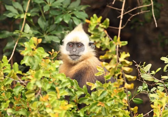 Chúng có tên trong danh sách 25 loài động vật có nguy cơ tuyệt chủng cao nhất thế giới và có lẽ là dạng linh trưởng hiếm nhất ở châu Á. Theo báo cáo, hiện chỉ còn dưới 70 cá thể sinh sống trong môi trường tự nhiên. (Ảnh: TTXVN)