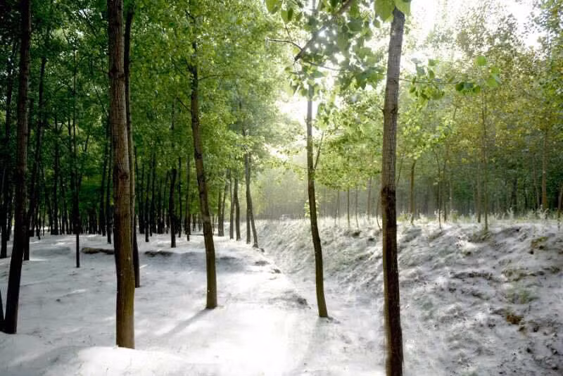 Mới đây, tại một ngôi làng thuộc huyện Đan, thị Hà Trạch, Sơn Đông, Trung Quốc đã xảy ra hiện tượng tuyết rơi mùa hè lạ lùng, khiến nhiều người kinh ngạc và thích thú. (Nguồn Sina)