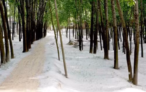 Con đường dẫn vào trong làng trở nên đẹp mộng mị và độc đáo nhờ sự trang hoàng của những cánh hoa trắng. (Nguồn Sina)